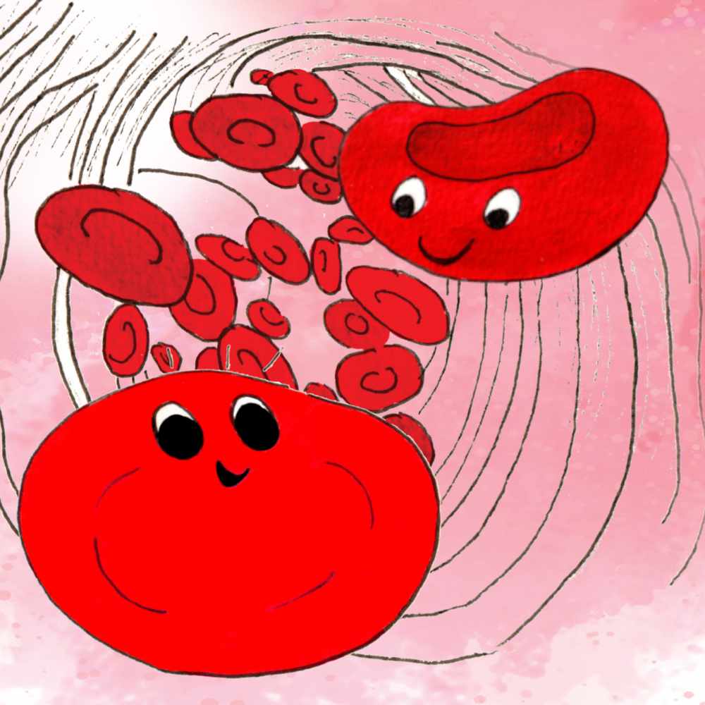 Krvinka a Hema v cévě